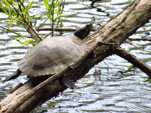 Red-eared Slider | Date: April 25, 2020 Location: Guilford P… | Flickr