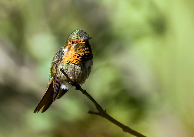0P7A8320  Scintillant Hummingbird , Panama