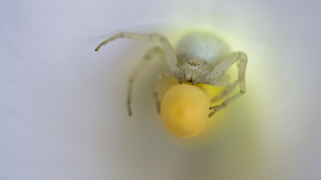 Aranha Caranguejo (crab spider)