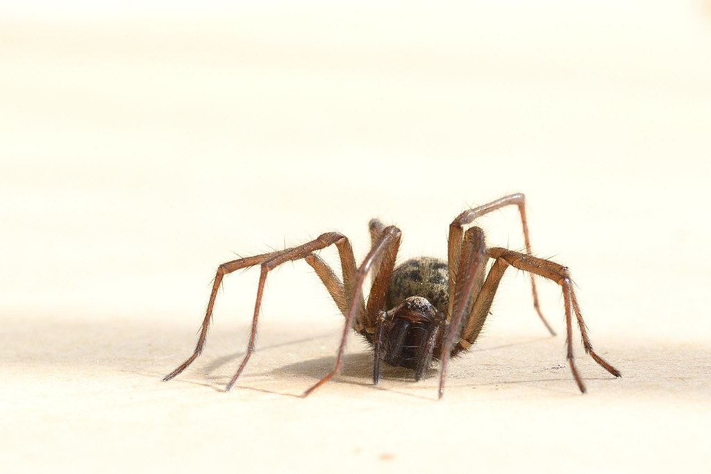 Large House Spider Tegenaria gigantea East Dereham Norfolk 2