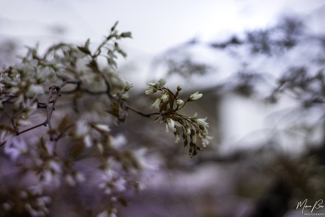 Spring Time Magnolia