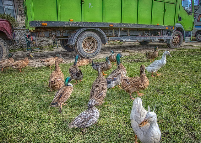 Ducks on the farm