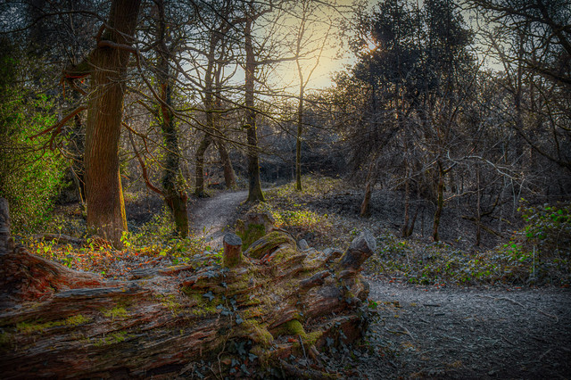 Thornecombe woods