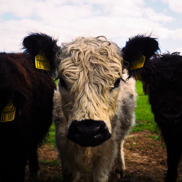 Cattle are curious; especially the young animals. | 26. April 2020 | Kreis Segeberg - Schleswig-Holstein - Germany