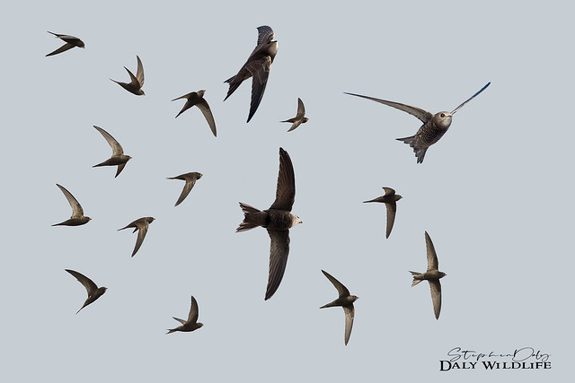 Pallid Swifts montage (compilation)_w_9313