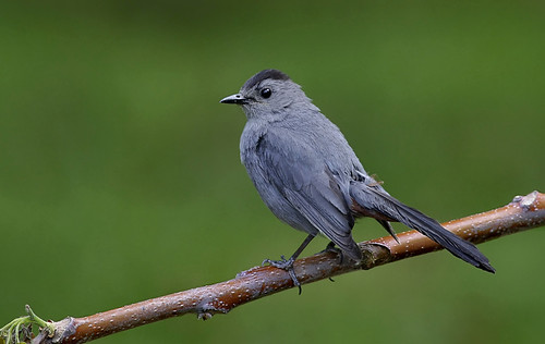 Gray Catbird | by paul_katinas