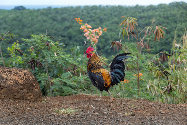 A Chicken, Poliahu Park, Kauai