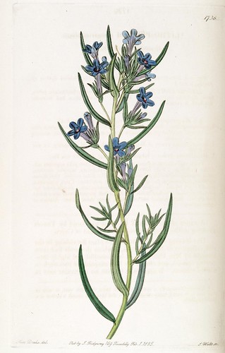 n233_w1150 | Edwards's botanical register. London :James Rid… | Flickr