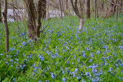 Bluebells at Shenandoah River State Park