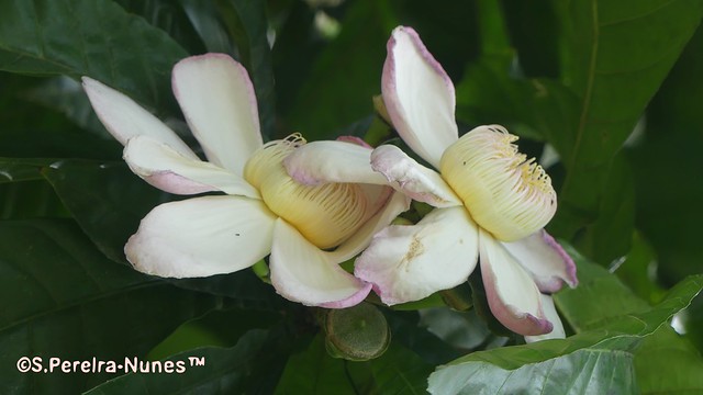 Another view of the Gustavia Flower, Jeniparana, Heaven Lotus, Suriname