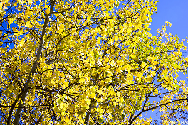 Sandia  Yellow Leaves