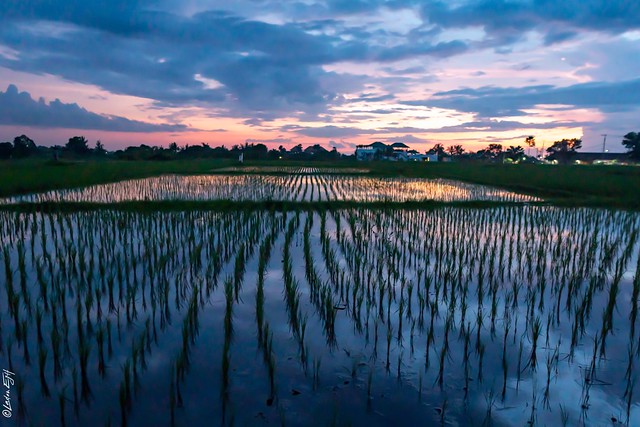 Indonesia / Rice fields at sunset on Bali