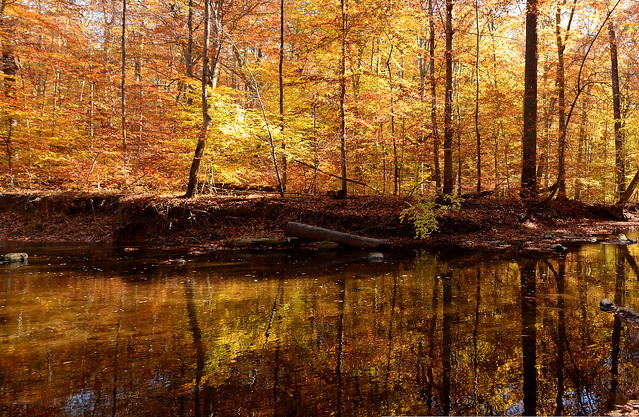 RIdley Creek State Park Fall Pano