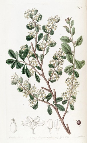 n26_w1150 | Edwards's botanical register. London :James Ridg… | Flickr