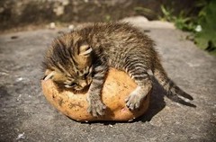 kitten with huge potato