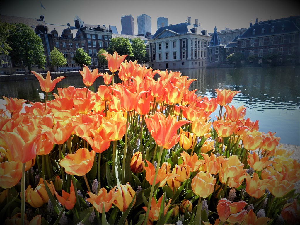 Tulpen, Tulips/ King's day in The Netherlands