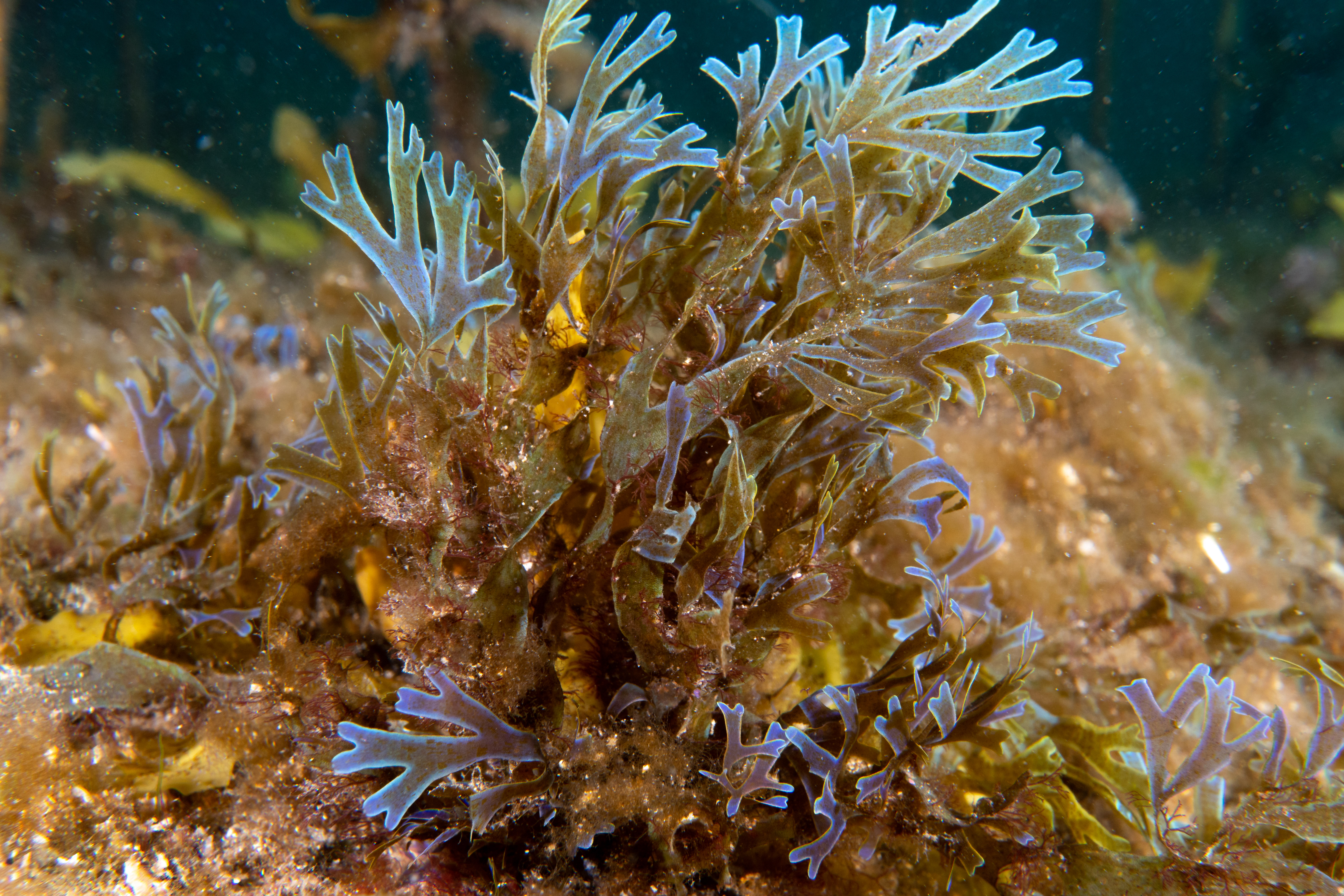 Iridescent brown algae Dictyota sp.