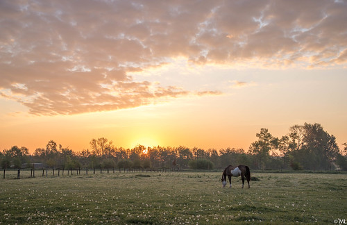 beautiful morning landscape nature sunrise horses clouds