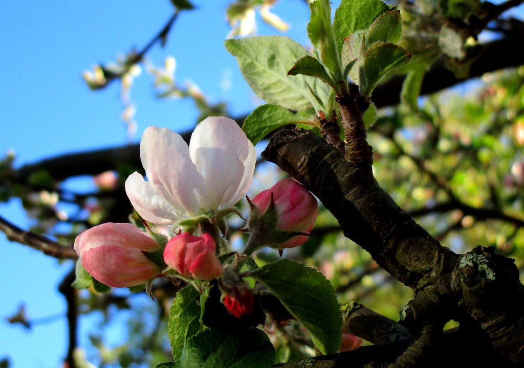 Apfelblüte-in jedem Frühjahr bestaune ich sie..