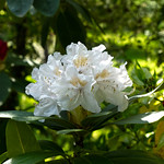 White Azalea - Rhododendron