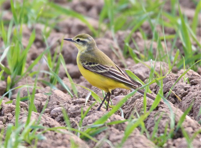female yellow wagtail