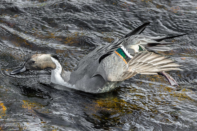 Pintail Duck 19-Apr-20 G_005