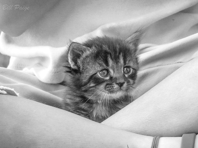 Kitten Cradle