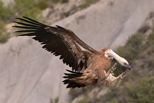 Lunchtime | Vulture landing at the feeder of necrophagous bi… | Flickr