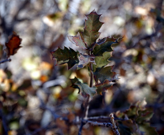 Quercus havardii (shinnery oak) leaves, Blue Hole, Santa Rosa, New Mexico