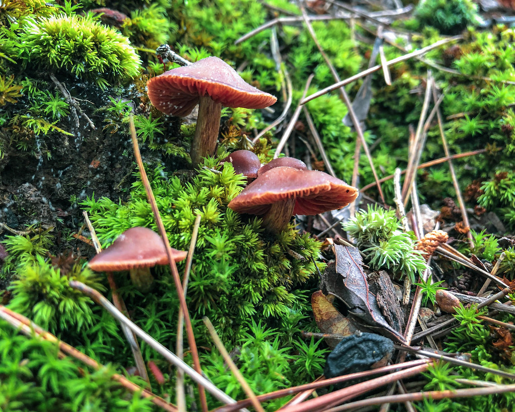 Spring mushrooms and moss. Pinnacle Mountain State Park. 2020.