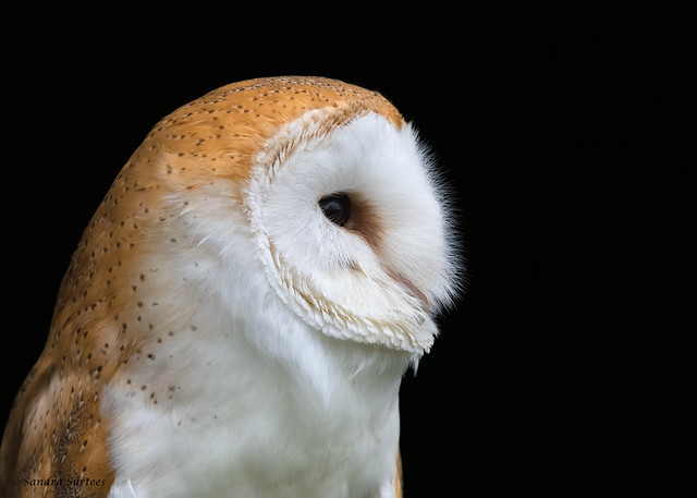 Barn Owl (Tyto alba) 9881