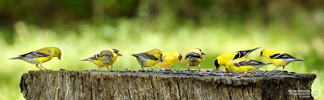 American Goldfinches gather for dinner.
