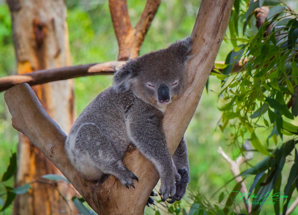 Lazy Koala | Formerly killed in huge numbers for their fur, … | Flickr