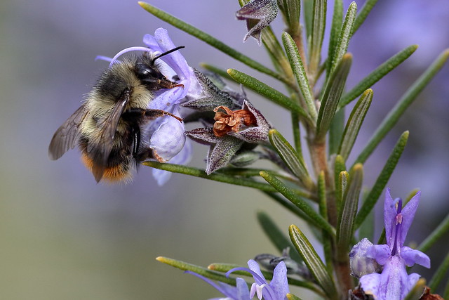 Mixed Bumble Bee in Rosemary