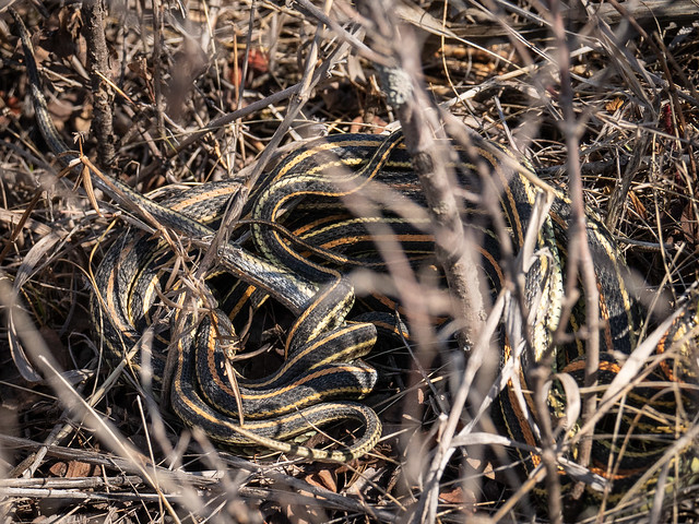 mating Garter Snakes