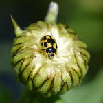 14 Spot Ladybird