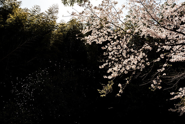 こぼれ桜ーScattering cherry tree