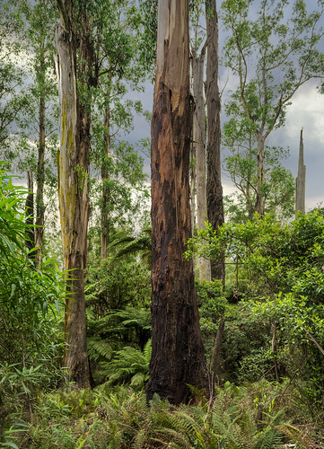 австралия australia melbourne мельбурн пейзаж landscape лес forest эвкалипт eucalyptus dmilokt