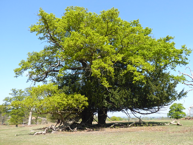 Oak and Yew in Very Close Proximity, Knole Park, Sevenoaks, Kent
