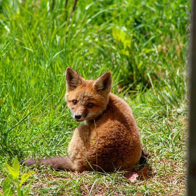 Baby Fox 