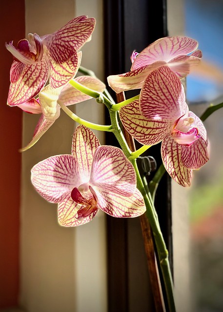 Sunny kitchen with orchid