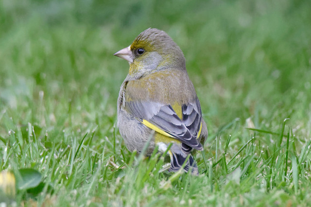 Greenfinch on the ground