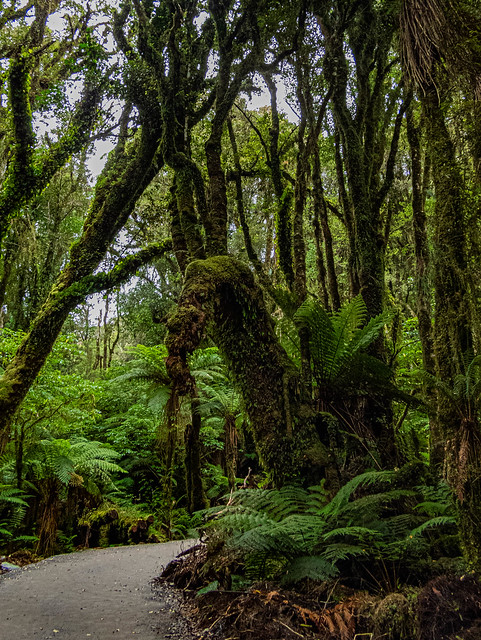Rencontre au coin d'un bois ! Rain Forest. Nouvelle Zélande.