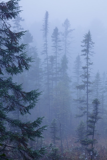 Foggy Spruce