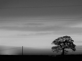 Tree Silhouette Sunset - Black and White