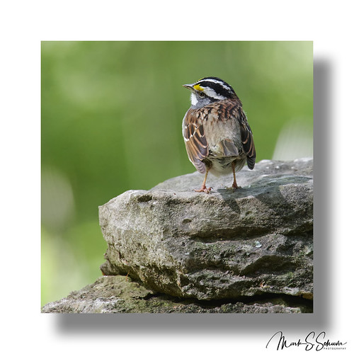 whitethroatedsparrow sparrow hoodedwarbler gaddygarden towergrovepark stlouis missouri nikon d850 600mmnikkor
