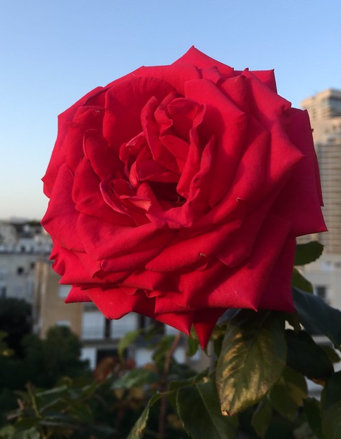 Alec’s Red Red Rose