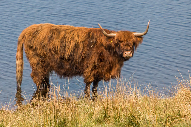 Coo-ling Off