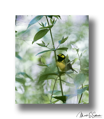 hoodedwarbler warbler gaddygarden towergrovepark stlouis missouri nikon d850 600mmnikkor