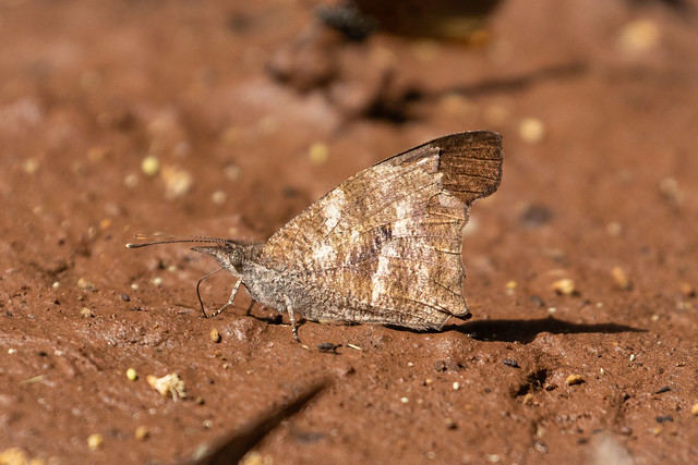Libythea labdaca (African Snout) - Nymphalidae - New Edubease Forest, Ashanti Region, Ghana